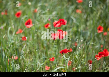 Mohnfeld in den spanischen Pyrenäen im Frühjahr Stockfoto