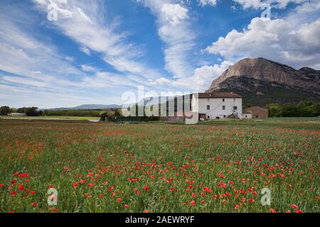 Mohnfeld in den spanischen Pyrenäen im Frühjahr Stockfoto