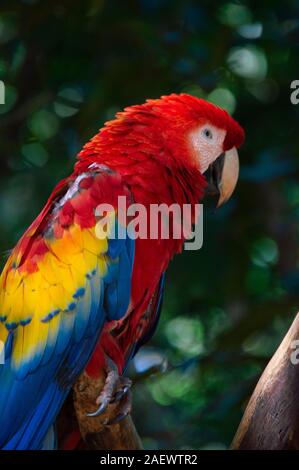 Scarlet macaw Portrait auf bokeh Hintergrund Stockfoto