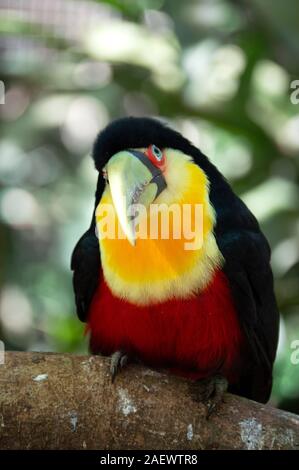 Geen-billed Toucan oder Red-breasted Toucan Stockfoto