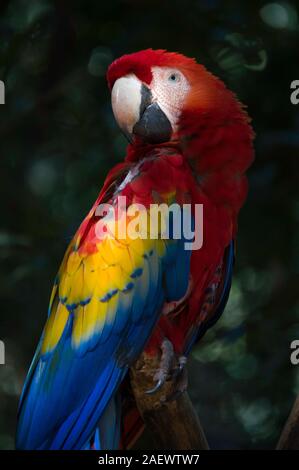 Scarlet macaw Portrait auf bokeh Hintergrund Stockfoto