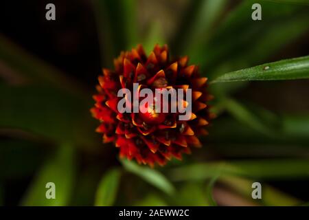 Blüte Guzmania close-up Stockfoto