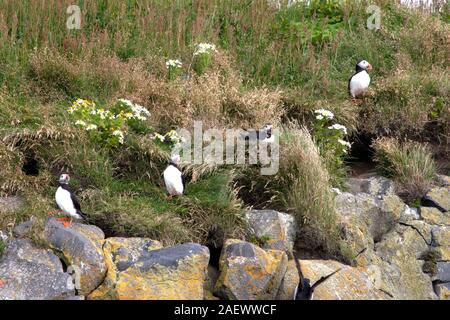 Papageientaucher sind drei kleine Arten von alcids. Sie brüten in großen Kolonien auf Steilküsten oder vorgelagerten Inseln. Zwei Arten, die Getuftete puffin ein Stockfoto