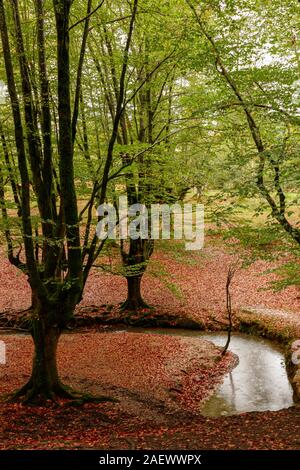 Landschaft im Herbst im Wald Stockfoto