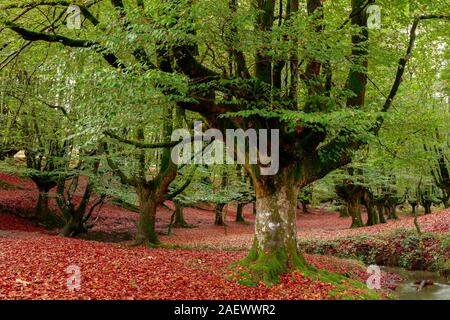 Landschaft im Herbst im Wald Stockfoto