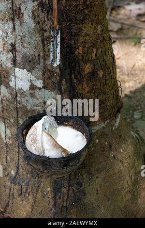 Latex Gummi baum Nahaufnahme. Ware, die Landwirtschaft. Thailand Stockfoto