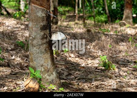 Latex Gummi baum Nahaufnahme. Ware, die Landwirtschaft. Thailand Stockfoto