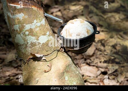 Latex Gummi baum Nahaufnahme. Ware, die Landwirtschaft. Thailand Stockfoto