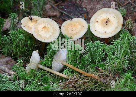 Gymnopus dryophilus, bekannt als Rotbraun Toughshank, Pilze aus Finnland Stockfoto