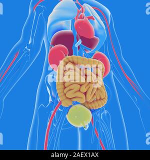 3d-Abbildung des Inneren der menschliche Körper Anatomie, transparent. Ansicht von unten. Darstellung der inneren Organe mit hellen Farben, Hervorhebung Stockfoto