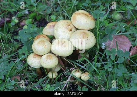 Pholiota alnicola, bekannt als Erle Scalycap, Pilze aus Finnland Stockfoto