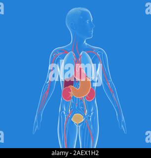 3d-Abbildung des Inneren der menschliche Körper Anatomie, transparent. Vorderansicht. Übersicht innere Organe mit hellen Farben. Stockfoto