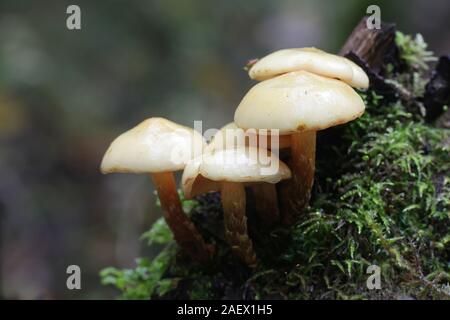 Pholiota Scalycap alnicola, wie Erle, wilde Pilze aus Finnland bekannt Stockfoto