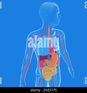 3d-Abbildung des Inneren der menschliche Körper Anatomie, transparent. Von der Seite. Übersicht innere Organe mit hellen Farben. Stockfoto