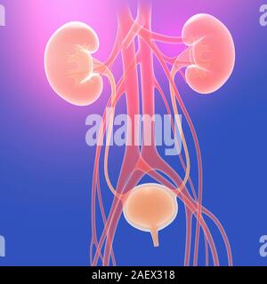 3D-Darstellung der Harnwege und Arterien. Auf violett blau Farbverlauf Hintergrund, helle Farben. Stockfoto