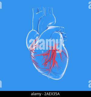 Anatomische und der grafischen 3D-Darstellung des menschlichen Herzens, die Koronararterien. Auf blauem Hintergrund. Stockfoto