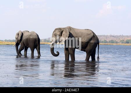 Afrikanische Elefanten trinken im Okavango Okavango Delta Chobe National Park Wildlife Reserve Botswana Afrika Stockfoto