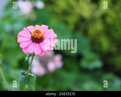 Rosa Gerbera, Barberton daisy flower auf entgratet der Natur Hintergrund Platz für Kopie schreiben Stockfoto