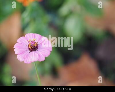 Rosa Gerbera, Barberton daisy flower auf entgratet der Natur Hintergrund Platz für Kopie schreiben Stockfoto