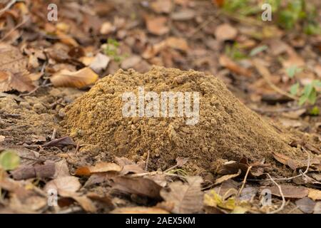 Maulwurfhügel auf Rasen im Garten vor kurzem gegraben Stockfoto