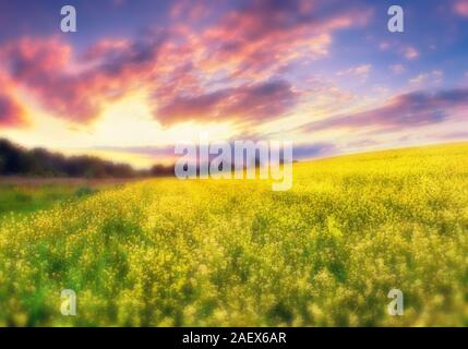 Farbenfrohe Sommer Sonnenuntergang im Bereich der Blüte Raps Blumen. Weiche blured Filter. Stockfoto