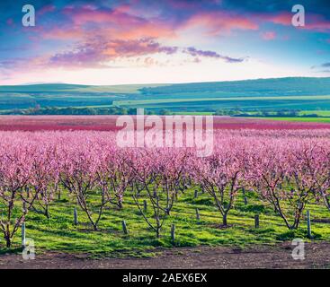 Blühende Pfirsichpflanzungen in der Nähe von Istanbul. Schönen Außenpool Landschaft in der Türkei, in Europa. Bunte sunrise im Peach Garten im April. Künstlerischen Stil pos Stockfoto