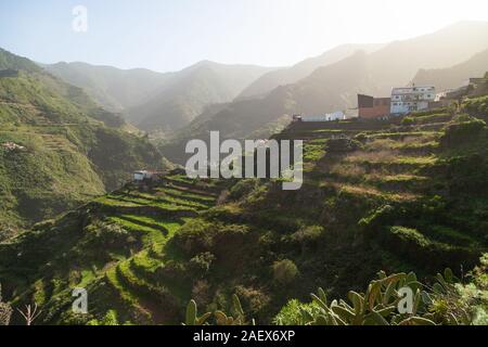 Terrassierten Feldern in der Nähe des Dorfes Las Carboneras im Anaga Gebirge, Teneriffa Stockfoto