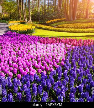Blühende der Hyazinthen Blumen im Keukenhof. Sonnige Szene in Niederlande, Europa. Stockfoto