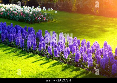 Erste Sonnenlicht leuchtenden marveleus Hyazinthen Blumen im Keukenhof. Schöner Frühling Szene in Niederlande, Europa. Stockfoto