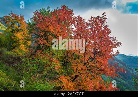 Herbst in den Abruzzen, Latium und Molise Nationalpark Stockfoto