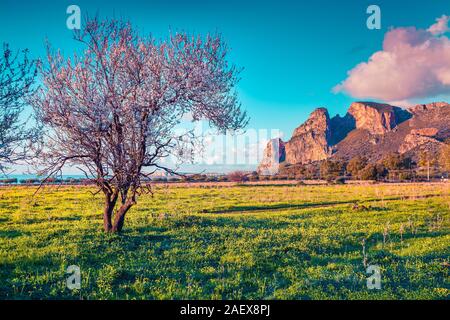 Blühende Mandelbäume Garten auf dem Kap San Vito, weiche mediterrane Klima in Sizilien, Italien, Europa. Instagram Muskelaufbau. Stockfoto