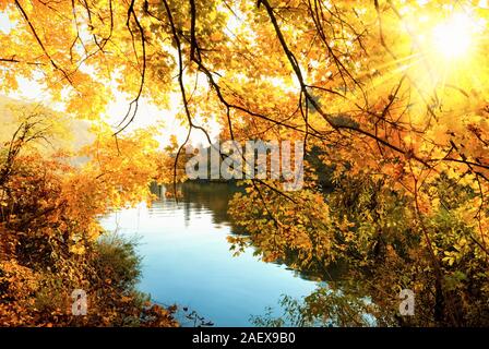 Goldener Herbst scenic an einem Fluss, mit der Sonne gemütlich scheint durch die goldenen Blätter Stockfoto