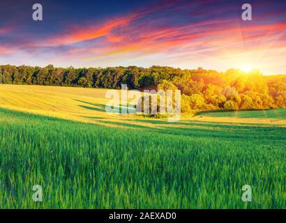 Farbenfrohe Sommer Landschaft mit Feld von Weizen Stockfoto