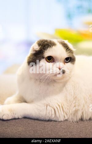 Scottish fold Stockfoto
