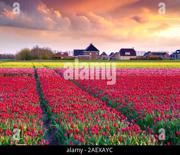 Tulip Farm in der Nähe der Stadt Creil. Schönen Außenpool Landschaft in Niederlande, Europa. Stockfoto