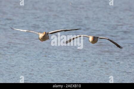 Paar wild entgegenkommende britische Graugänse (Anser Anser) isoliert im Flug über Wasser. Fliegende Gänse aus Großbritannien, nebeneinander, Flügel breiteten sich aus und kamen zur Landung. Stockfoto