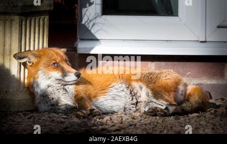 Detaillierte Nahaufnahme des wilden urbanen Rotfuchses (Vulpes vulpes) im Freien bei Tageslicht, entspannend bei Wintersonne im britischen Garten. Stockfoto