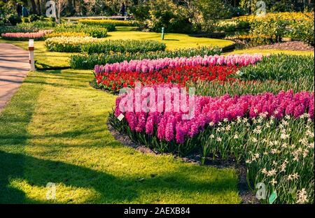 Wunderbare Blumen im Keukenhof. Schönen Außenpool Landschaft in Niederlande, Europa. Stockfoto