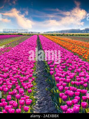 Der landwirtschaftlichen Verarbeitung Tulip Blumen auf dem Bauernhof in der Nähe des Rutten Stadt. Schönen Außenpool Landschaft in Niederlande, Europa. Stockfoto