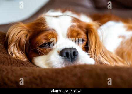 Süße Cavalier King Charles Spaniel auf einer Couch Stockfoto