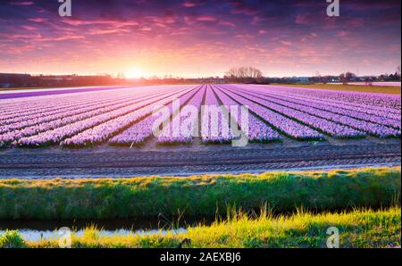 Blühende Hyazinthen Blumen bei Sonnenaufgang. Schönen Außenpool Landschaft in Niederlande, Europa. Stockfoto