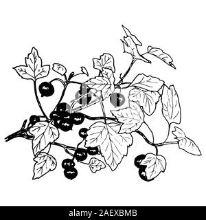 Reife schwarze Johannisbeere Zweig mit Beeren und Blätter. Handskizze style vintage Kugelschreiber Vector Illustration gezeichnet Stock Vektor