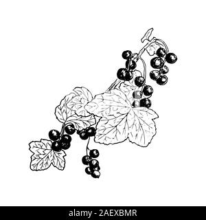 Hand gezeichnet Bündel von johannisbeeren auf weißem Hintergrund, Aquarell Abbildung ...