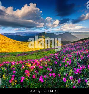 Magic Pink Rhododendron Blumen auf Sommer Berg Stockfoto