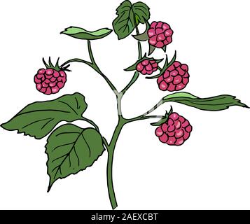 Roten Himbeeren auf dem Ast mit Blätter Reif. Handskizze style Kugelschreiber Vector Illustration gezeichnet Stock Vektor