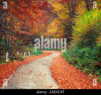 Bunte Herbst Szene im Bergwald. Schönen Morgen in Karpaten, Ukraine, Europa. Travel Concept Hintergrund. Stockfoto