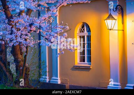 Nachtaufnahme der blühenden Sakura durch die Lampe aus dem Rathaus in Kassel, Deutsche, Europa beleuchtet. Stockfoto