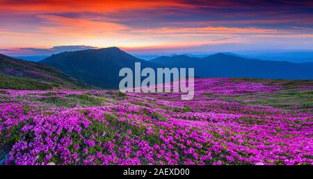 Magic Pink Rhododendron Blumen auf Sommer Berg. Karpaten, Ukraine. Geolocation, 24.62594 48.052927 Stockfoto