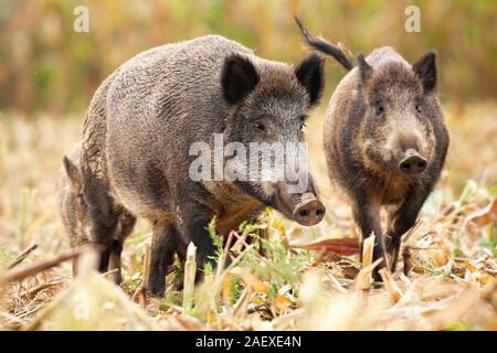 Niedliche Wildschwein Familie Beweidung auf der gemähten Kornfeld Stockfoto