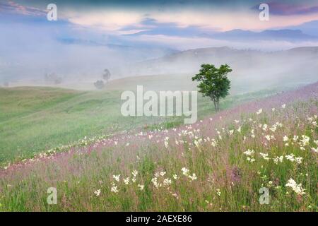 Nebliger Sommermorgen in den Bergen. Einsamer Baum unter einer Felder von Blumen. Stockfoto